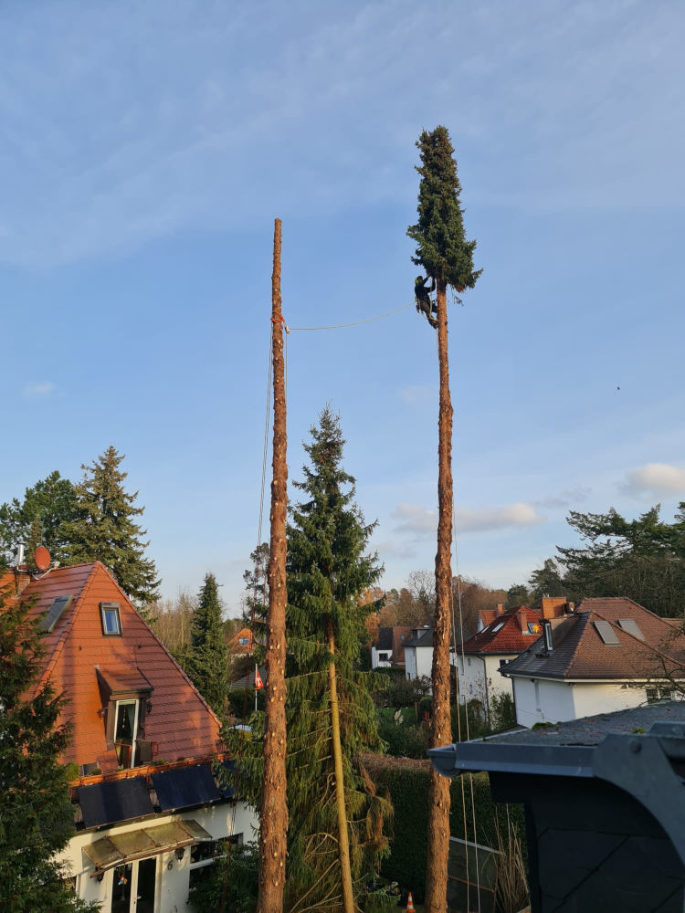 Fällung einer Fichte 2025