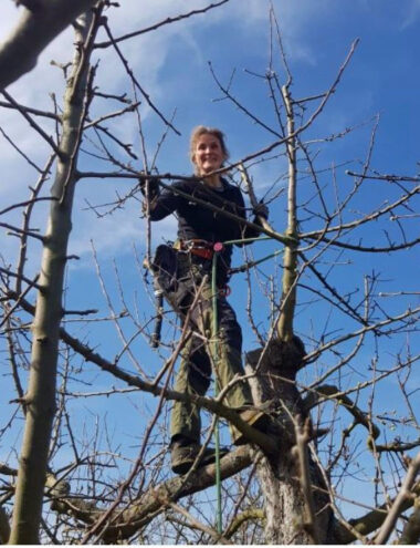 Obstbaumwartin