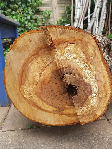 holz_faeule